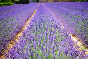 Vente de produits provençaux dans notre épicerie fine vers Antibes 06