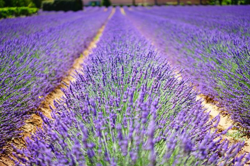 Vente de produits provençaux dans notre épicerie fine vers Antibes 06